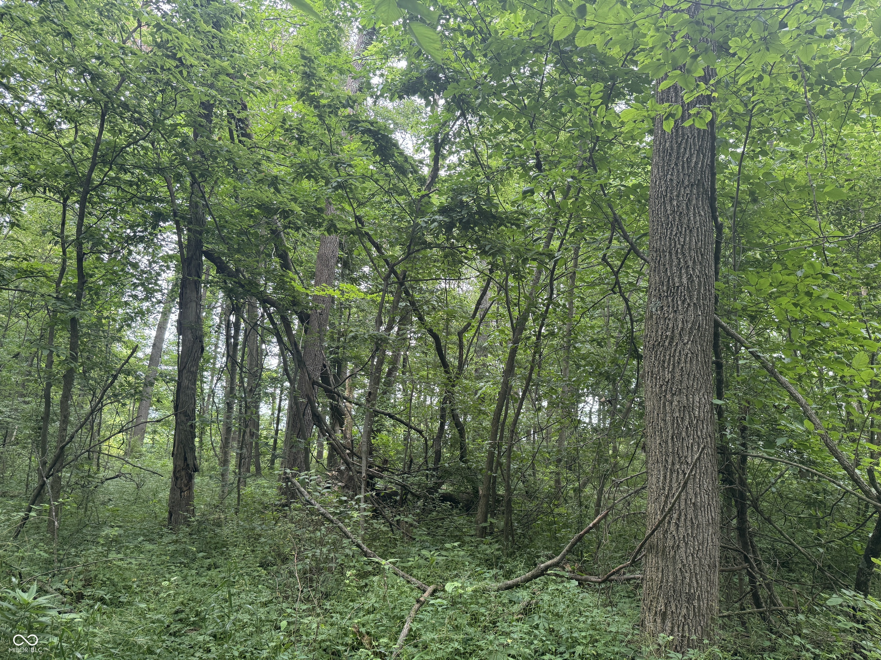 0 Hopewell Road Fountain City, IN 47341 - Photo 4 of 20