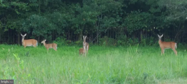 $799,000 | 13206 Golden Drive, Sumerduck, VA 22742