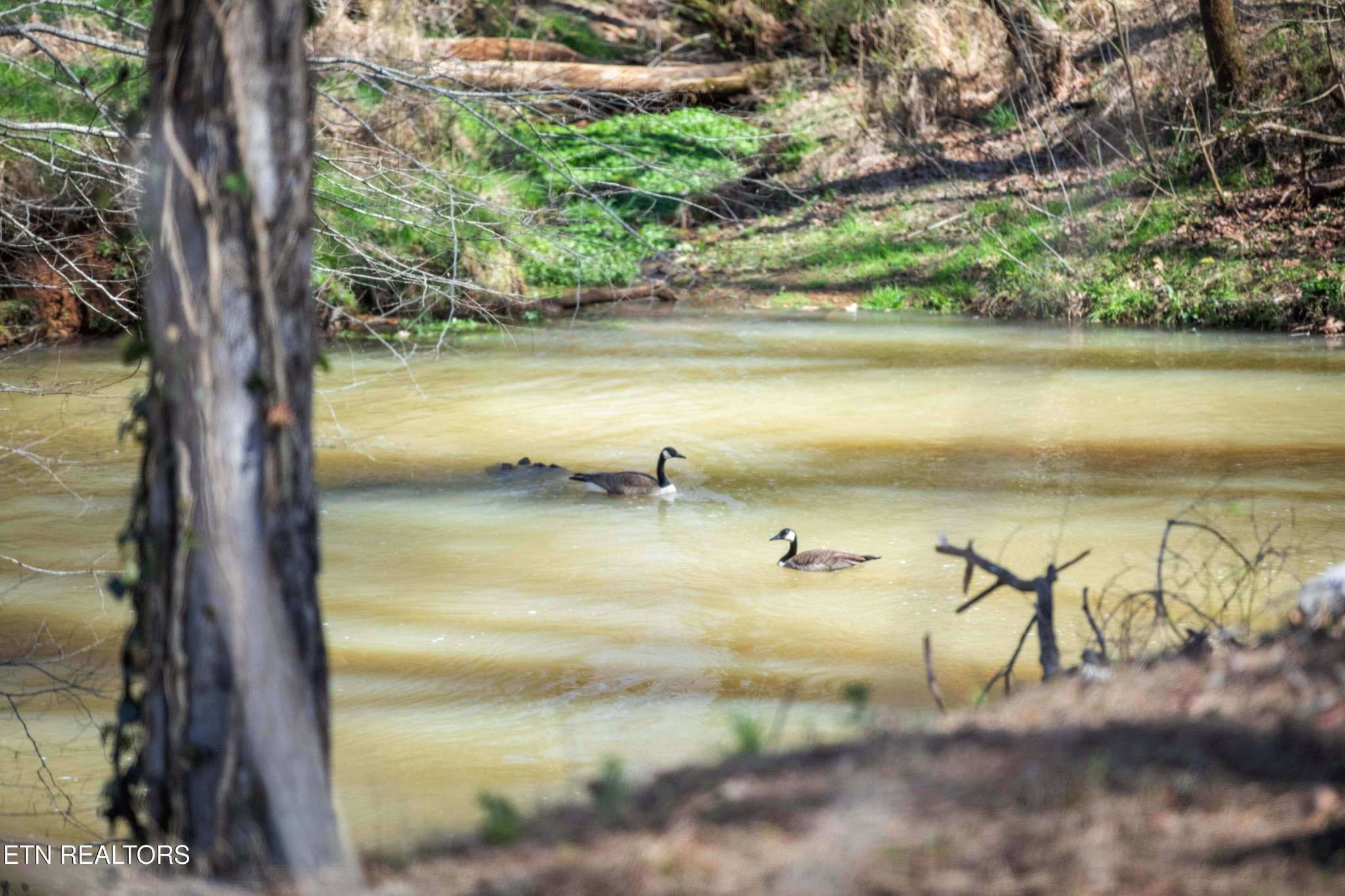 507 Short Street Athens, TN 37303 - Photo 8 of 54 a view of a lake view