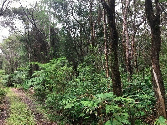 Kalaninauli Road Volcano, HI 96785 - Photo 3 of 4 a view of a lush green forest