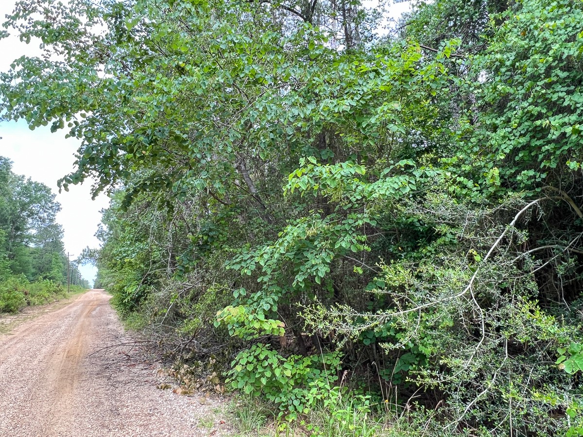 13 Old Arco Road Silsbee, TX 77656 - Photo 4 of 8