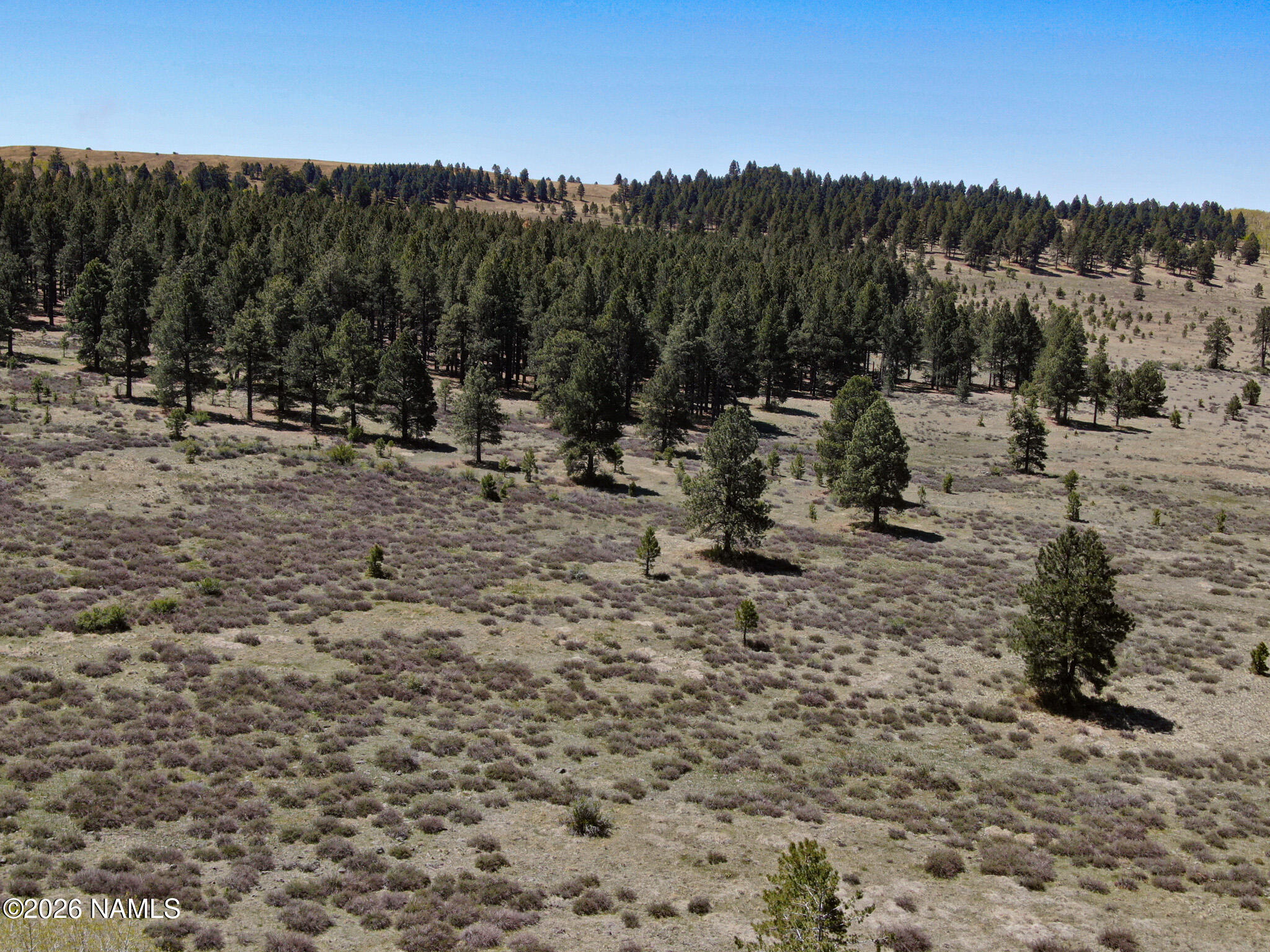 2 Hart Prairie Road Flagstaff, AZ 86001 - Photo 6 of 26 a view of a forest with a trees