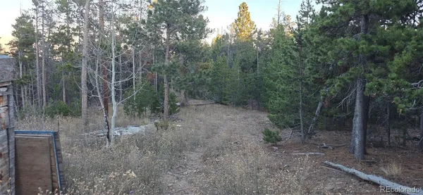a view of a forest with trees in the background