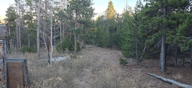 a view of a forest with trees in the background