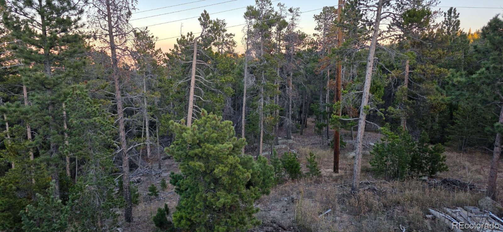 87 Circle Road Golden, CO 80403 - Photo 13 of 15 a view of a forest with trees