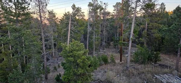 a view of a forest with trees
