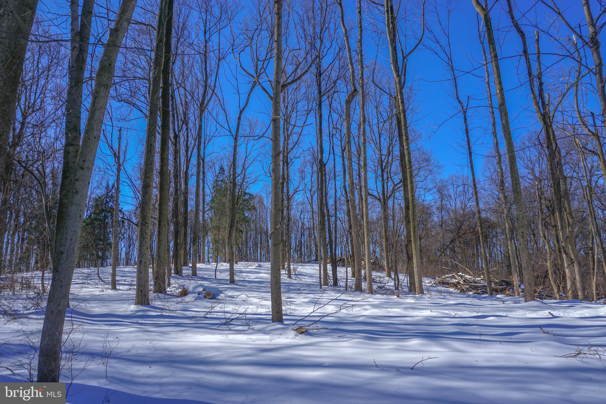 0 Old York Road, Unit 253 New Cumberland, PA 17070 - Photo 15 of 18 a view of a backyard with trees