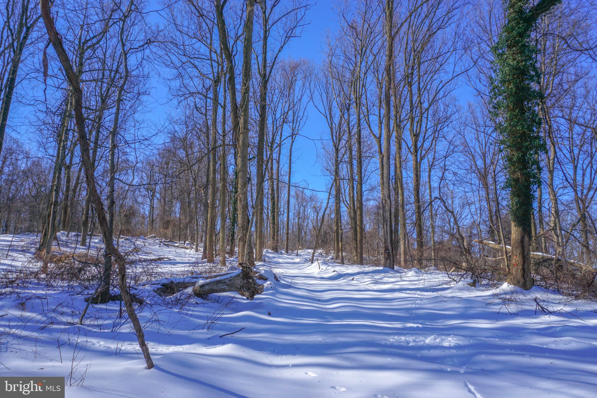 0 Old York Road, Unit 253 New Cumberland, PA 17070 - Photo 9 of 18 a view of a yard with trees