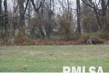 842 McCauley Road Mount Vernon, IL 62864 - Photo 4 of 16
