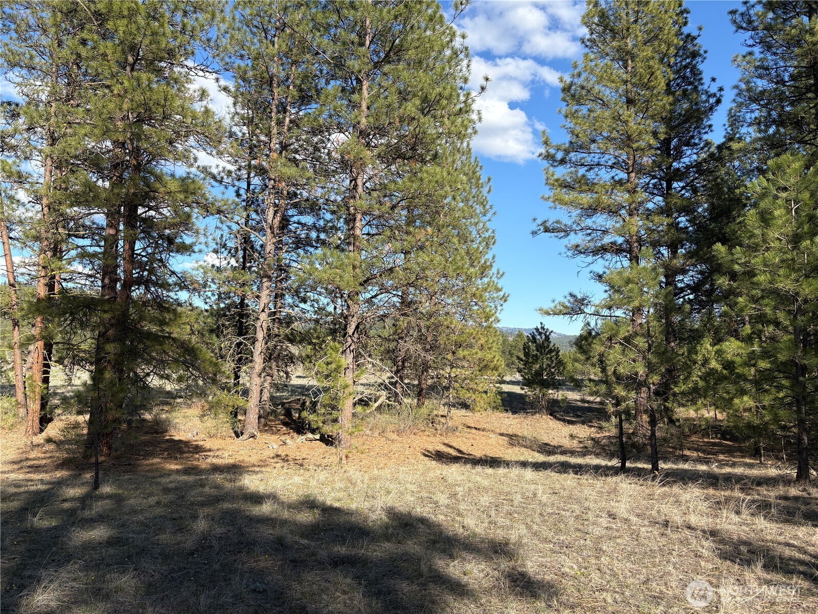 0 Tamarack Road Tonasket, WA 98855 - Photo 5 of 16