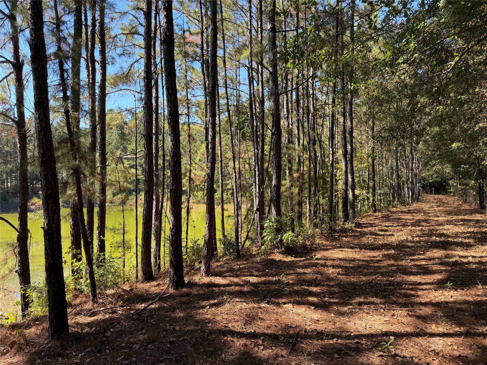 18750 Keenan Cut Off Road Montgomery, TX 77316 - Photo 11 of 43 a view of a backyard of the house