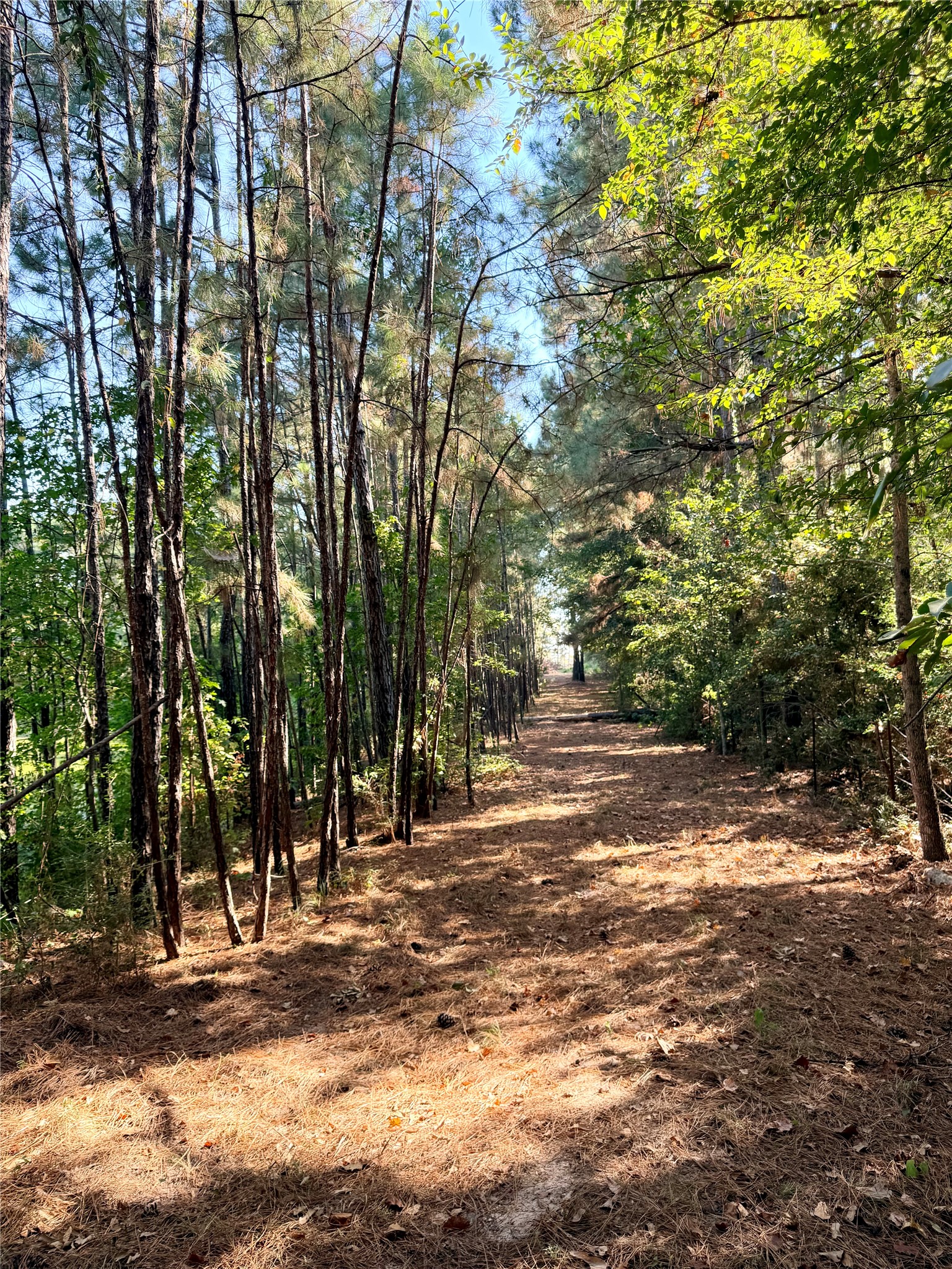 18750 Keenan Cut Off Road Montgomery, TX 77316 - Photo 20 of 43