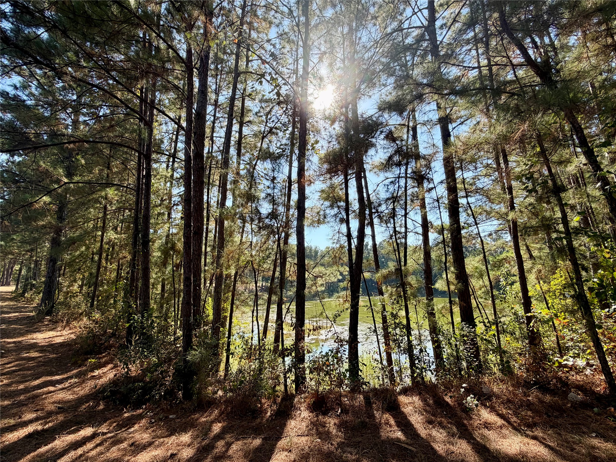 18750 Keenan Cut Off Road Montgomery, TX 77316 - Photo 8 of 43