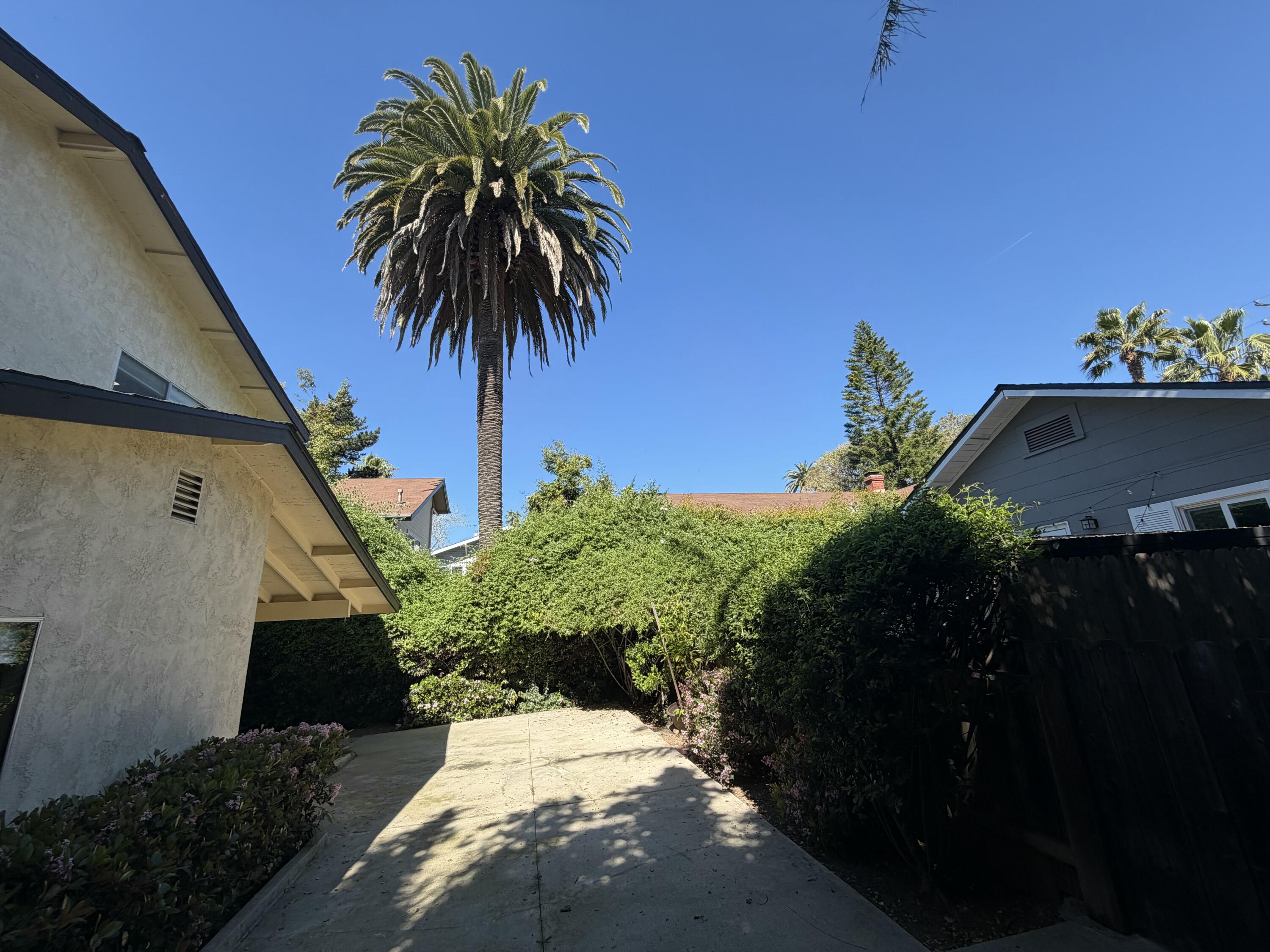 2019 Castillo Street Santa Barbara, CA 93105 - Photo 19 of 24 a picture of palm trees