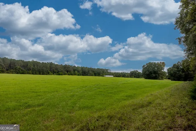 a view of a forest with trees in the background