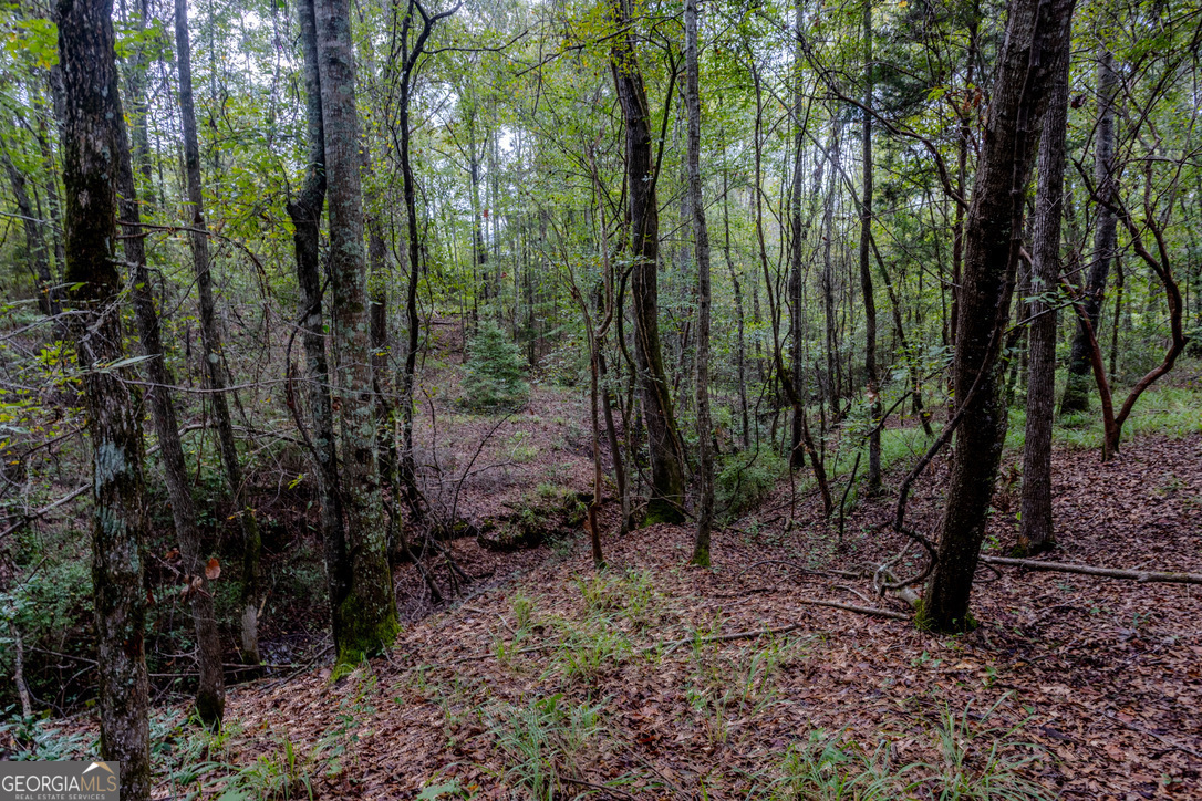 2141 Ebenezer Road Ellaville, GA 31806 - Photo 28 of 50 a view of a forest with trees in the background