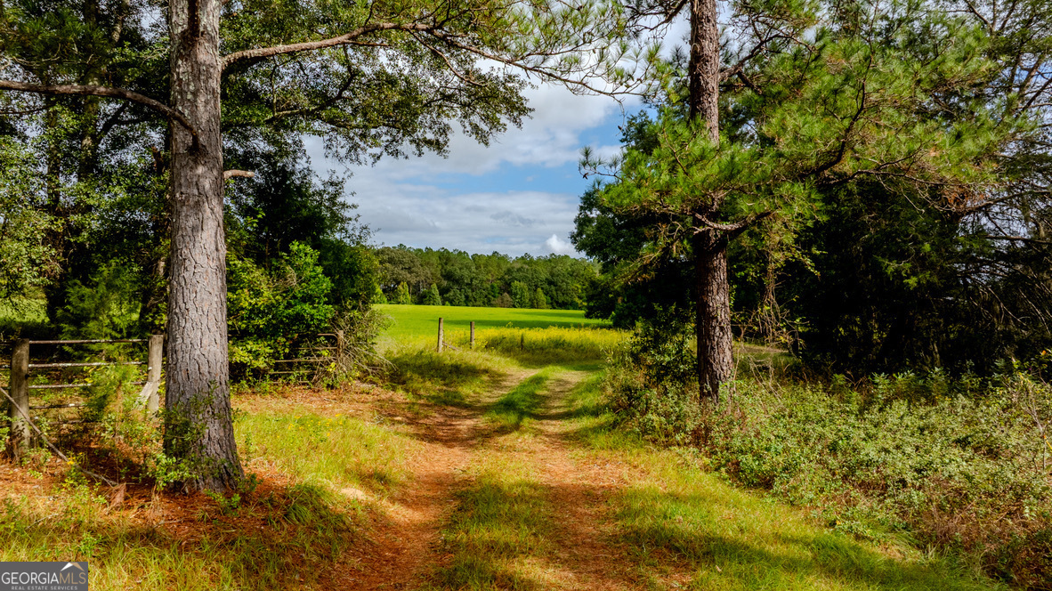 2141 Ebenezer Road Ellaville, GA 31806 - Photo 38 of 50 a view of a yard with a tree