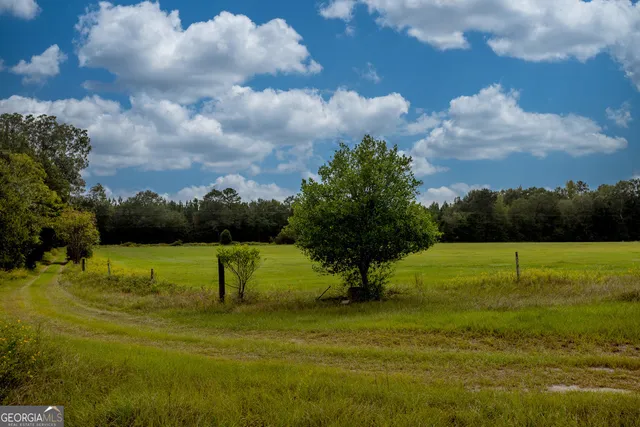 a lush green forest with lots of trees