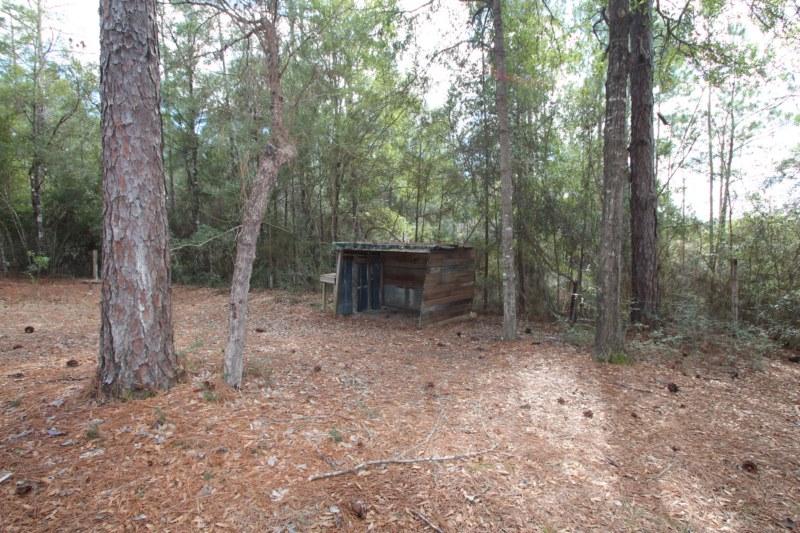 6019 Gagnon Road Crestview, FL 32539 - Photo 33 of 36 a view of a forest filled with trees