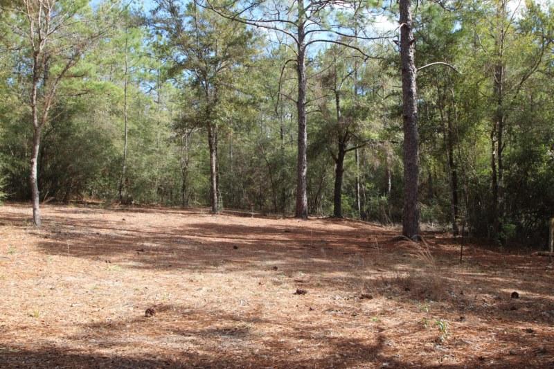 6019 Gagnon Road Crestview, FL 32539 - Photo 35 of 36 a view of a yard with large trees