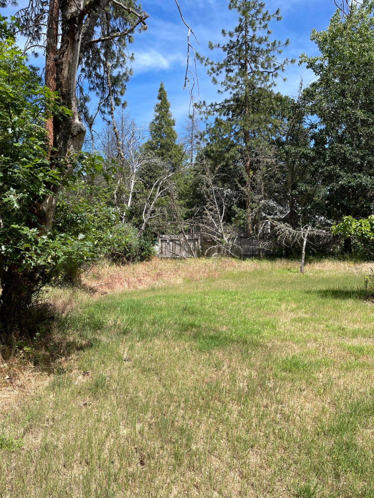 Back yard