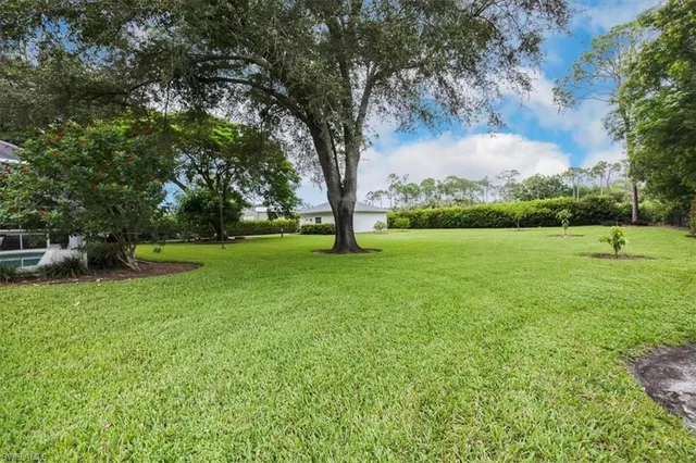 a view of field with tall trees