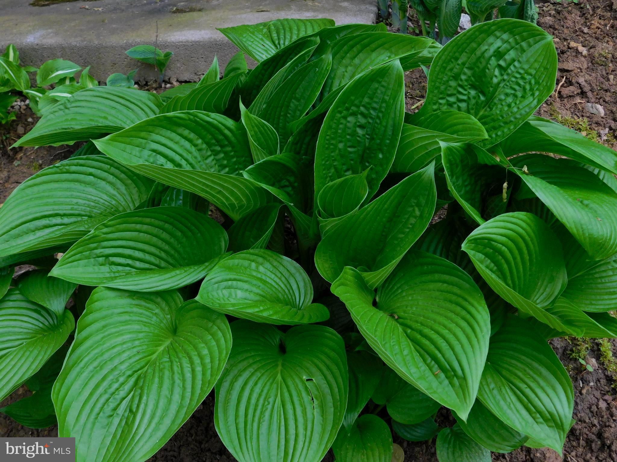 3316 Augusta Road Manchester, MD 21102 - Photo 36 of 38 Giant Hostas line the base of the deck