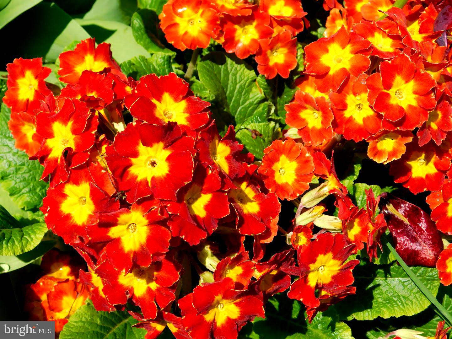 3316 Augusta Road Manchester, MD 21102 - Photo 37 of 38 These lovelies, appear every year in front garden