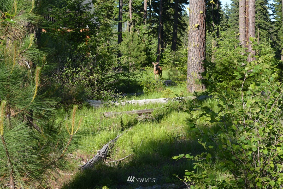 250 Maple Leaf Loop Cle Elum, WA 98922 - Photo 10 of 18 Gallery Image 10