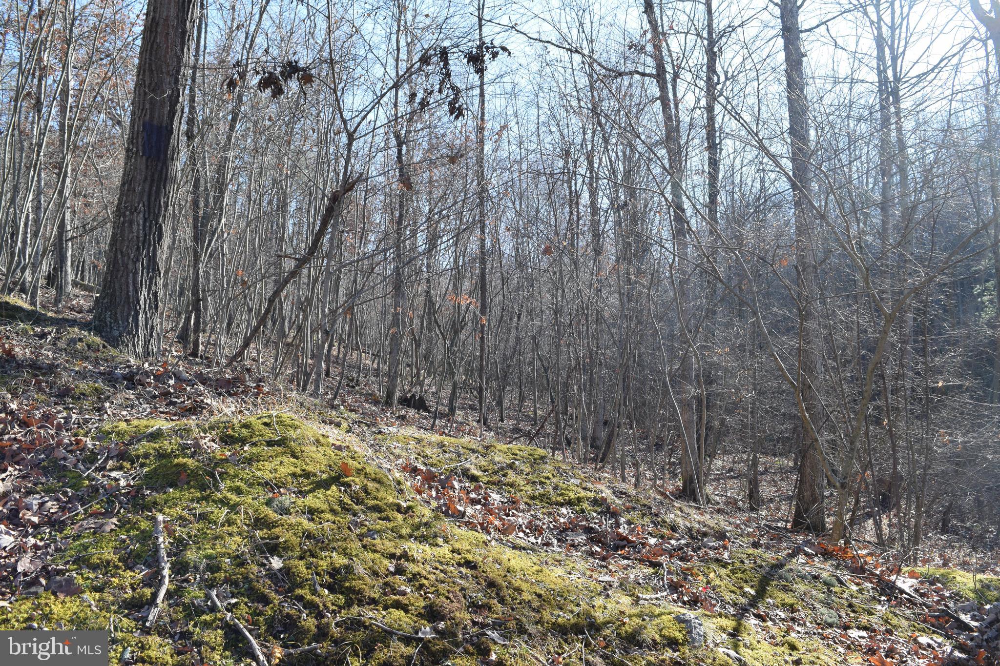 Posey Hollow Road Berkeley Springs, WV 25411 - Photo 13 of 32 Gallery Image 13