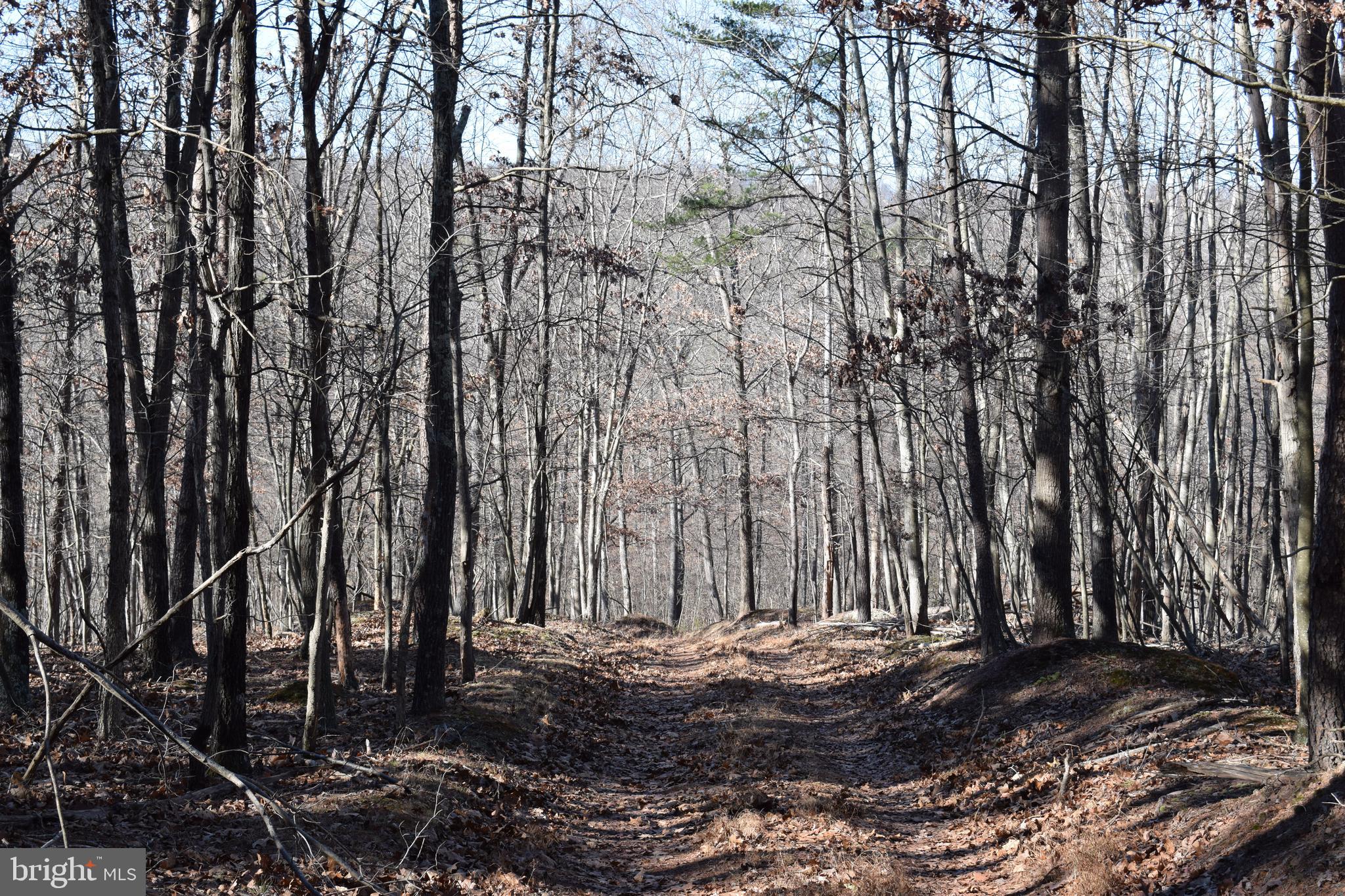 Posey Hollow Road Berkeley Springs, WV 25411 - Photo 15 of 32 Gallery Image 15