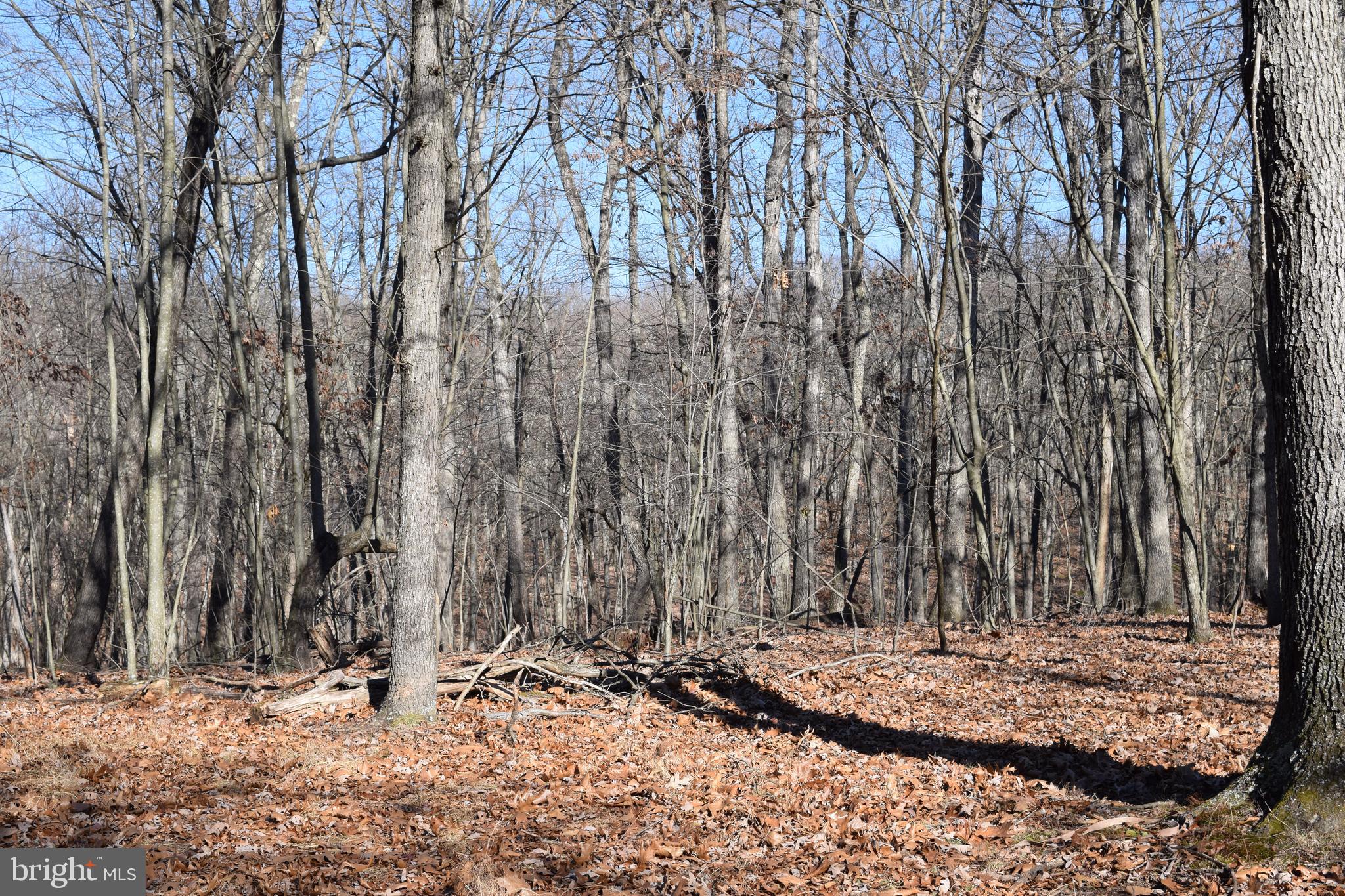 Posey Hollow Road Berkeley Springs, WV 25411 - Photo 22 of 32 Gallery Image 22