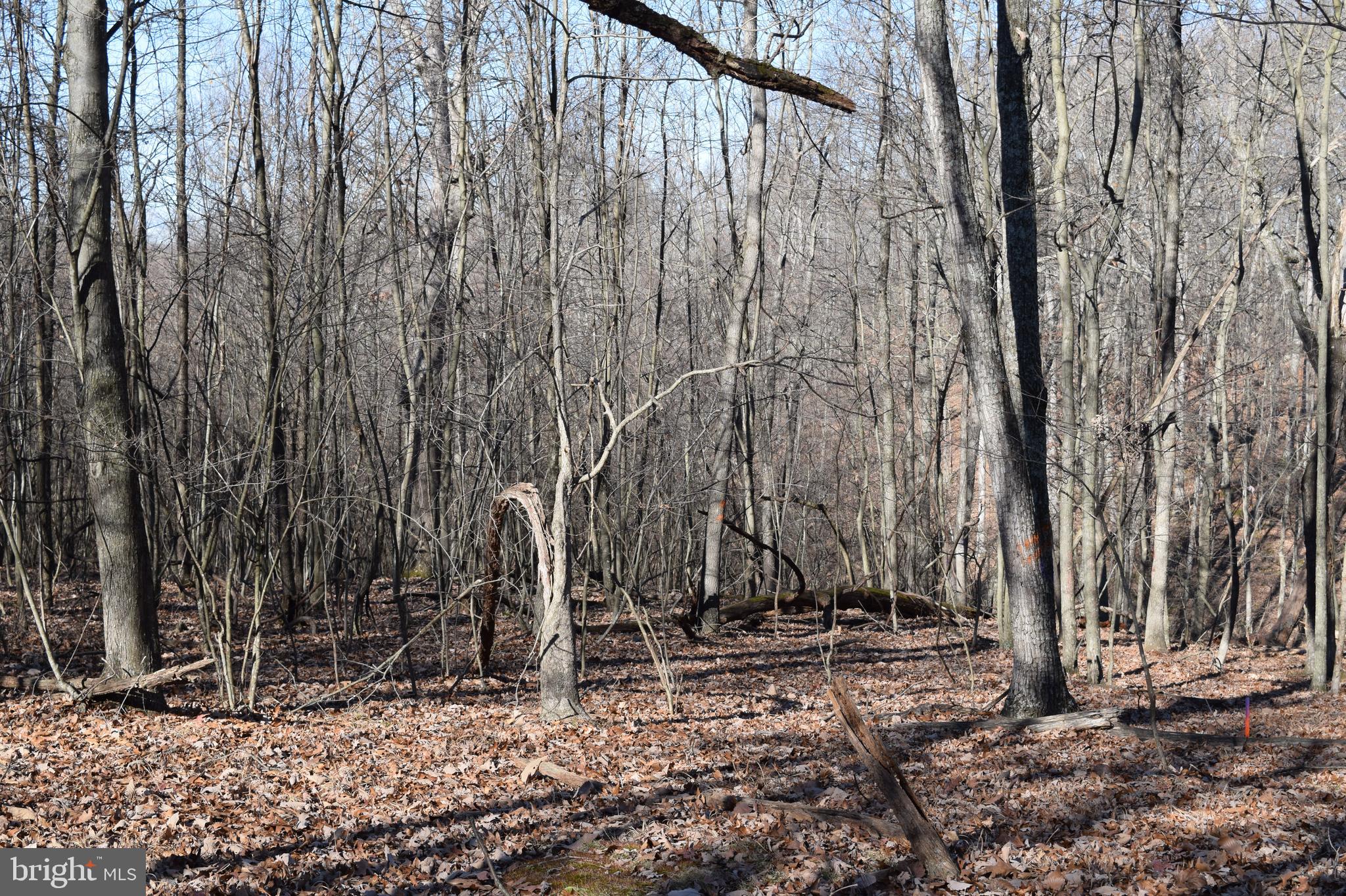 Posey Hollow Road Berkeley Springs, WV 25411 - Photo 25 of 32 Gallery Image 25
