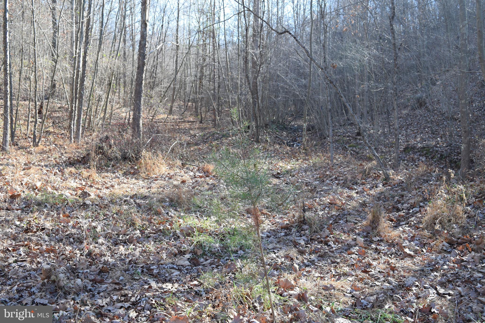 Posey Hollow Road Berkeley Springs, WV 25411 - Photo 4 of 32 Gallery Image 4