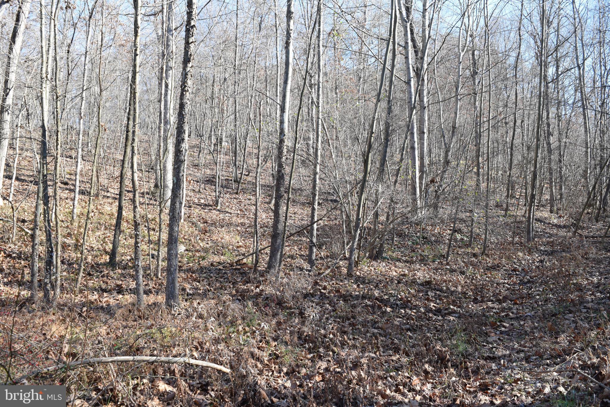 Posey Hollow Road Berkeley Springs, WV 25411 - Photo 8 of 32 Gallery Image 8