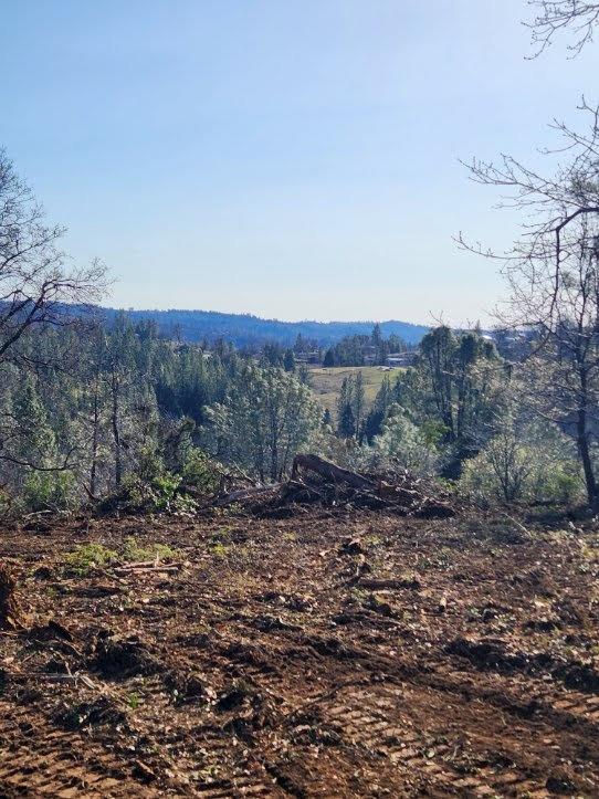 a view of a dry yard with trees