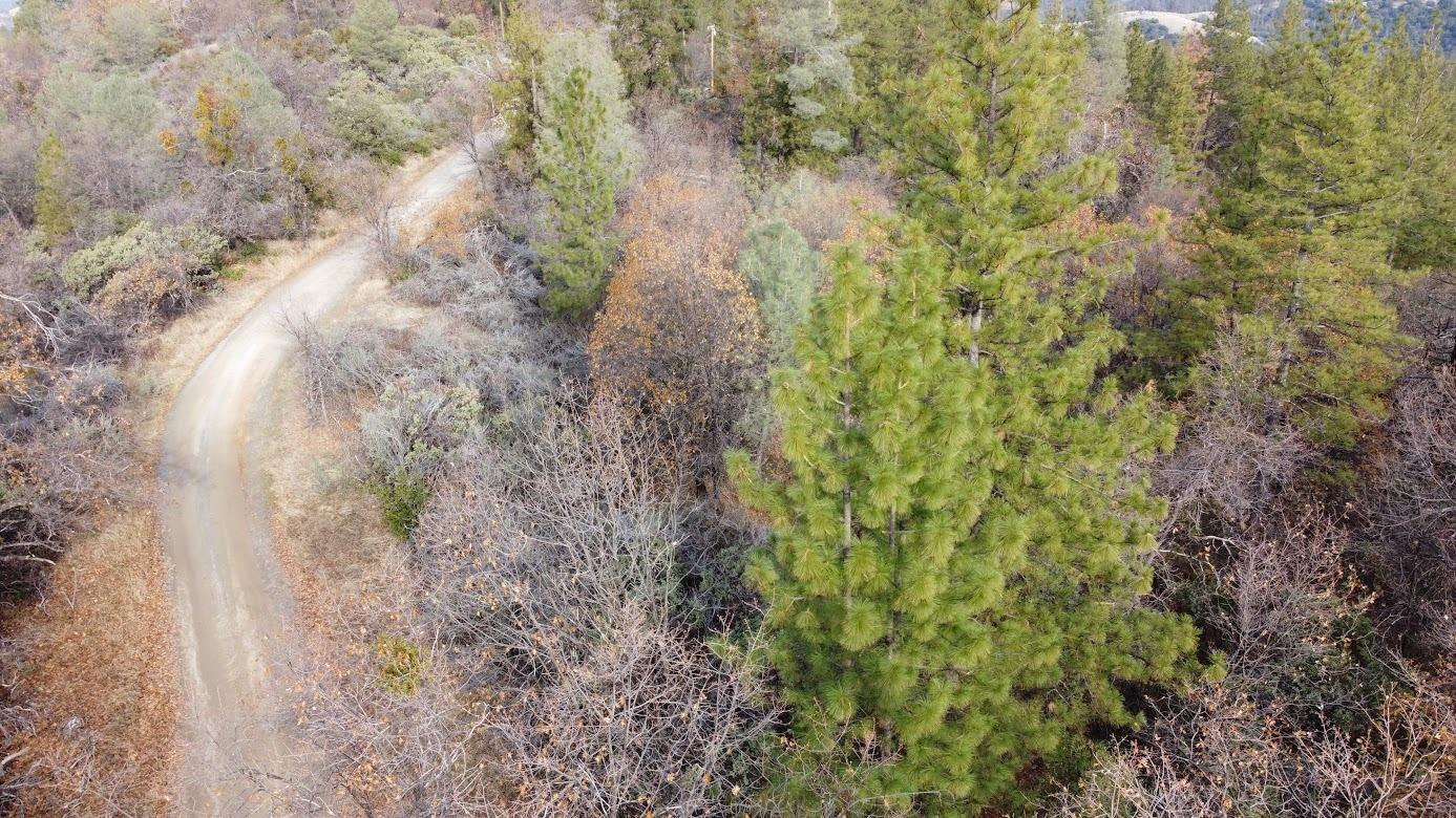 10 Old School House Road Somerset, CA 95684 - Photo 16 of 21 a close up of a plant