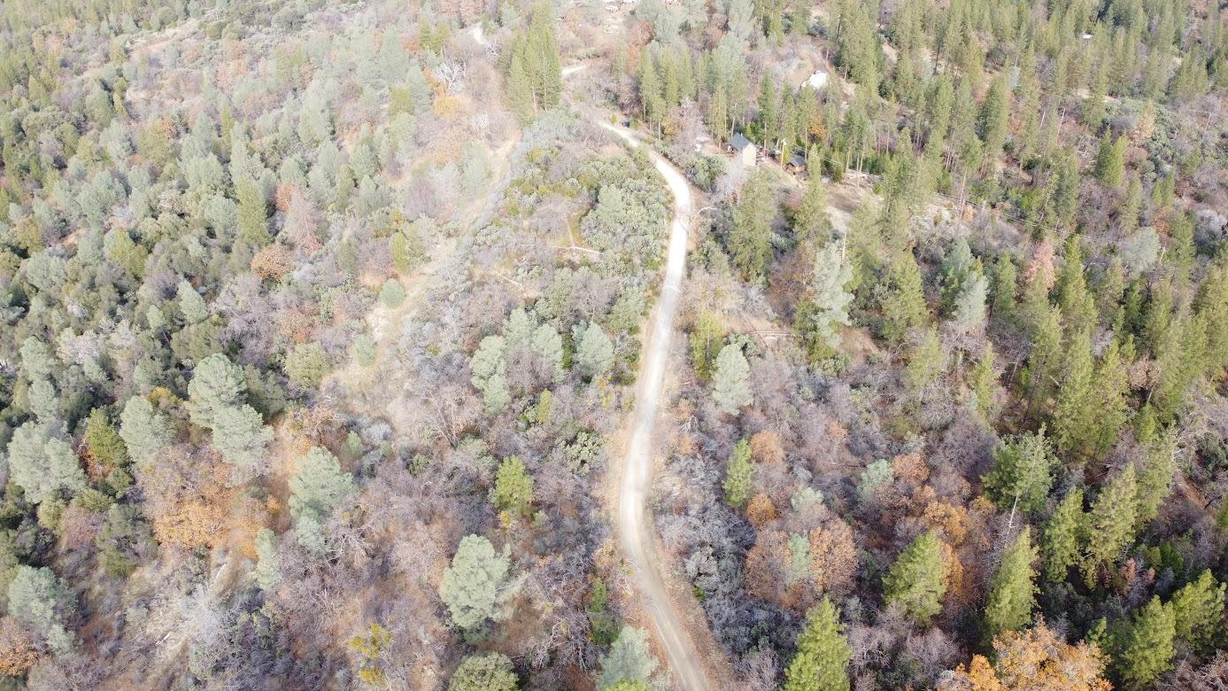 10 Old School House Road Somerset, CA 95684 - Photo 19 of 21 a close up view of a plant