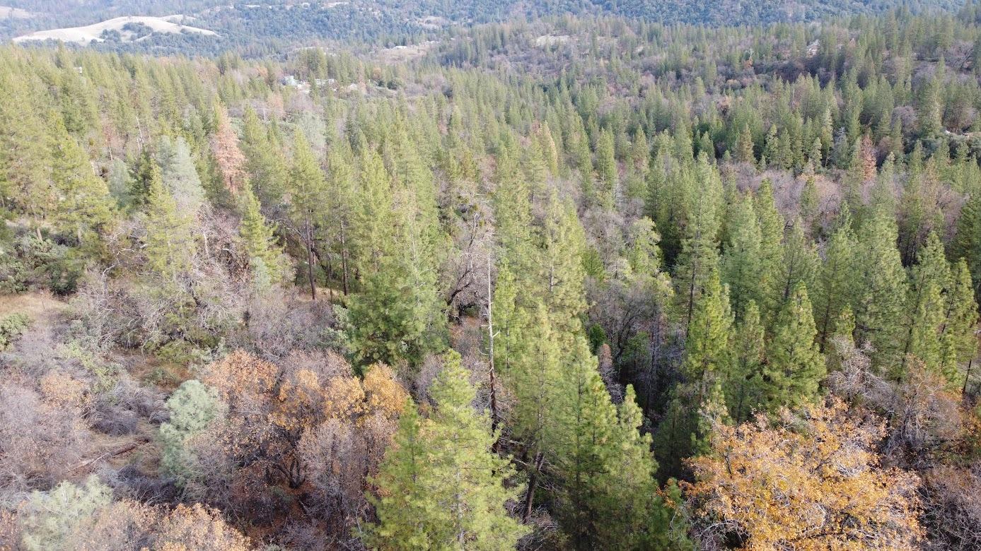 10 Old School House Road Somerset, CA 95684 - Photo 21 of 21 a view of a forest with a houses