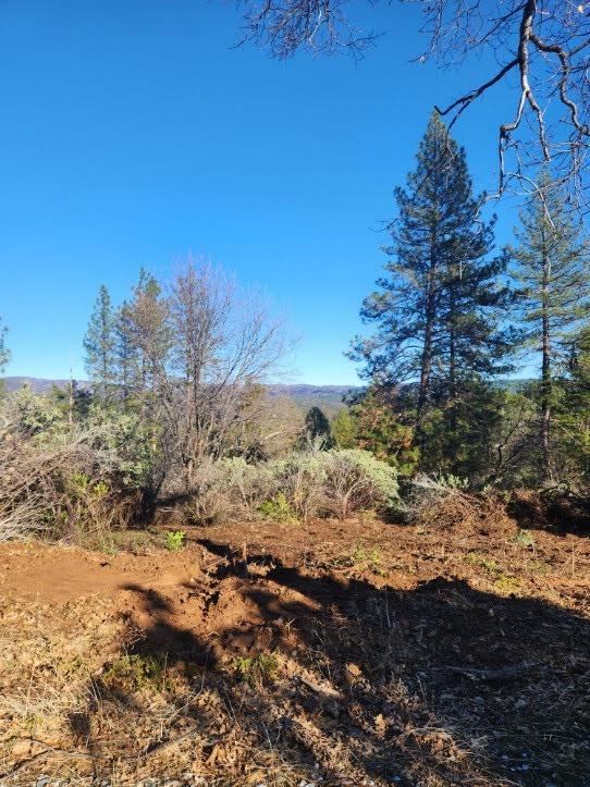 10 Old School House Road Somerset, CA 95684 - Photo 7 of 21 a view of a yard with a tree