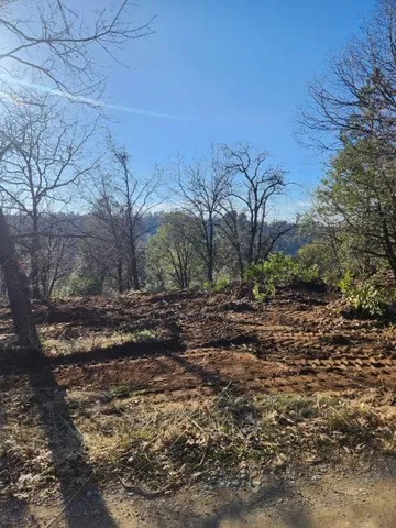 a view of a yard with plants and trees