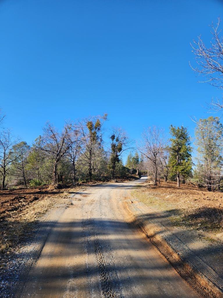 10 Old School House Road Somerset, CA 95684 - Photo 9 of 21 a view of yard with trees