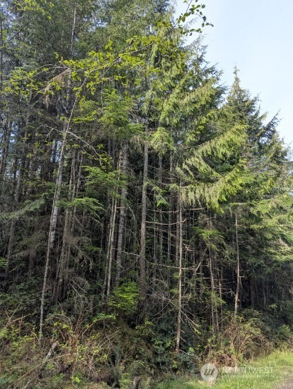 a view of a pathway and plants