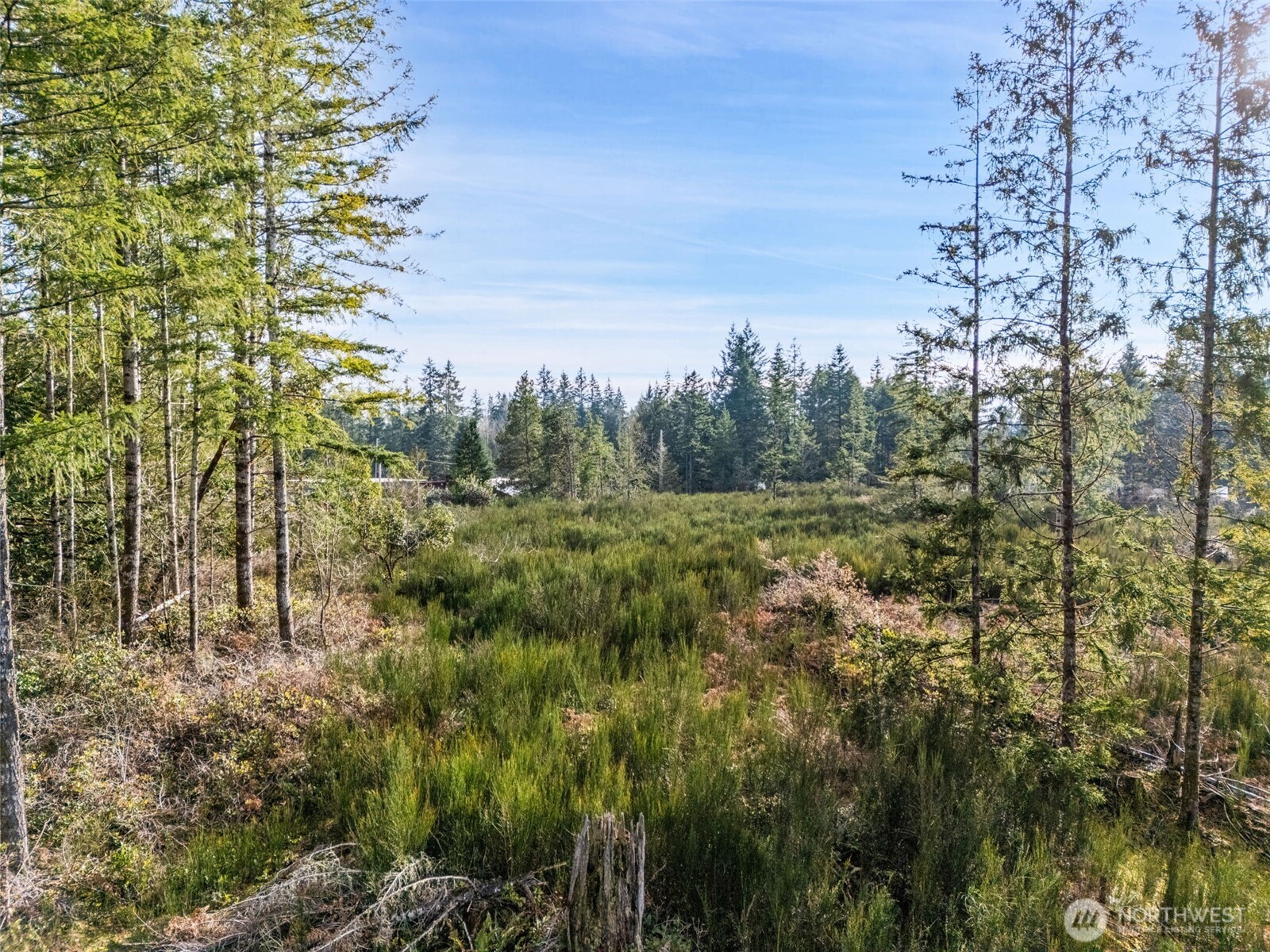 5 East Pickering Road Shelton, WA 98584 - Photo 9 of 11 a view of a field with plants and trees