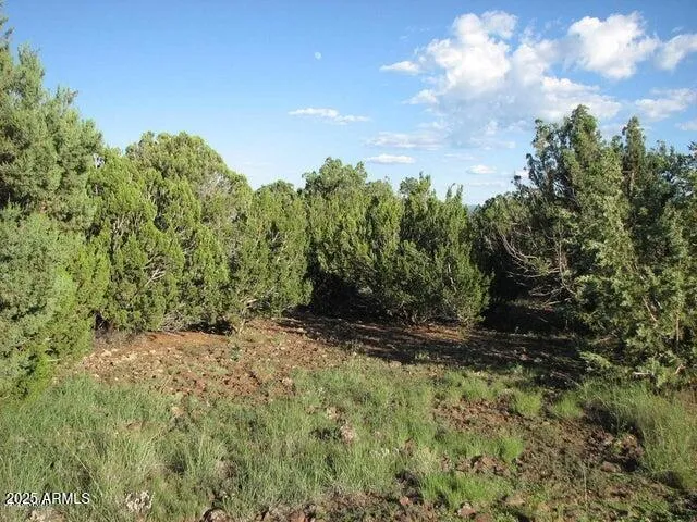 a view of a yard with trees in the background