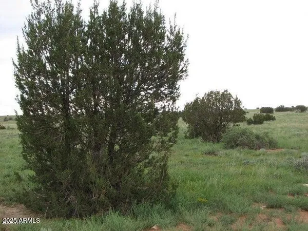 a view of a field of grass and trees