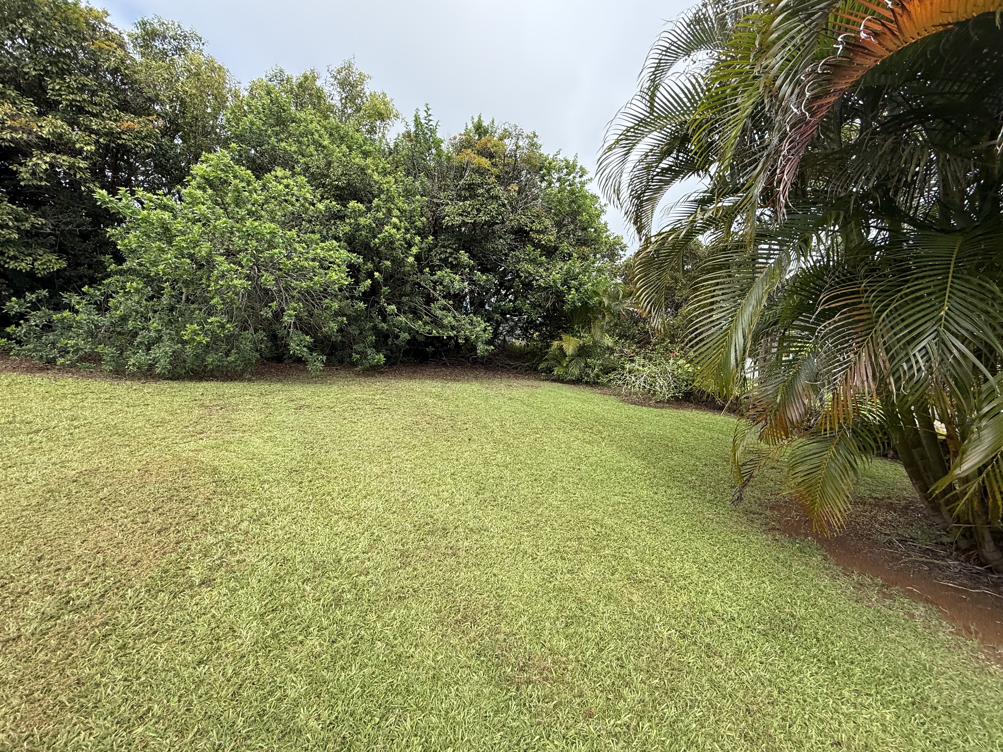 5491 Puulima Road, Unit B Kalaheo, HI 96741 - Photo 2 of 3 a view of a yard with a tree