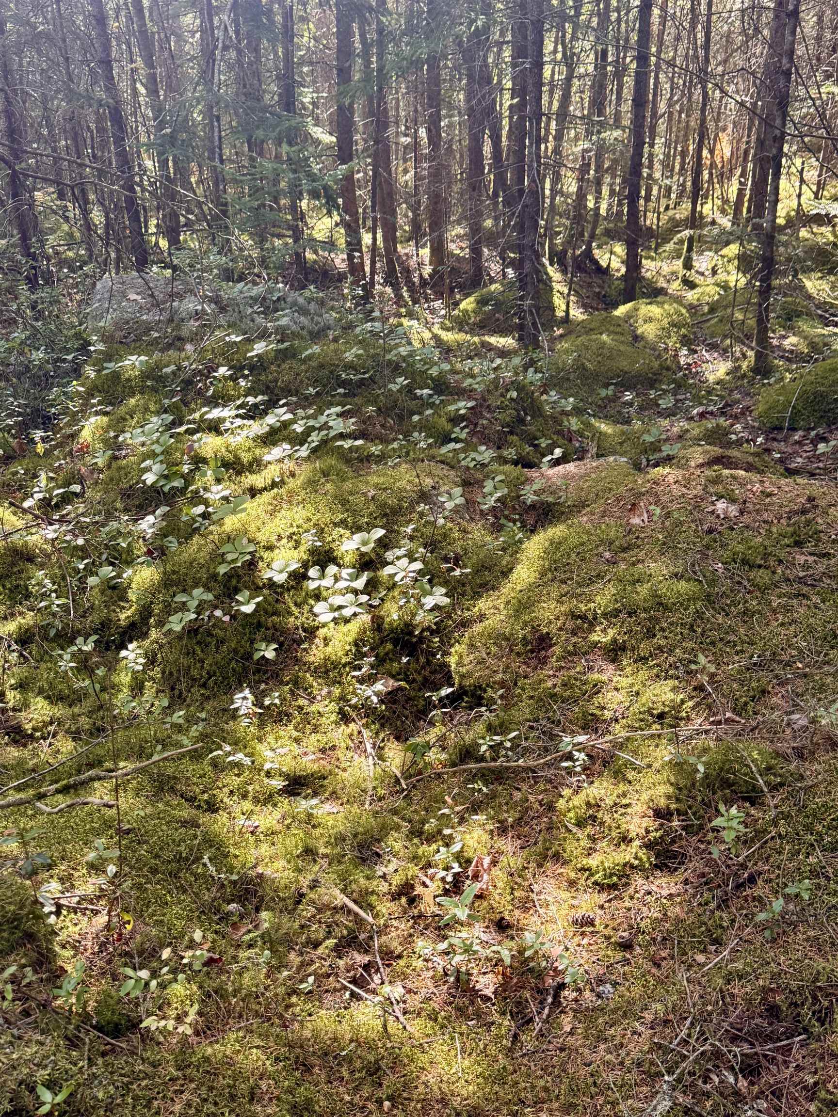 0 Thorn Hill Road, Unit 406/22 Bethlehem, NH 03574 - Photo 13 of 20