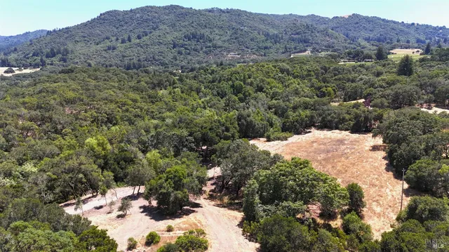 a view of a dry forest