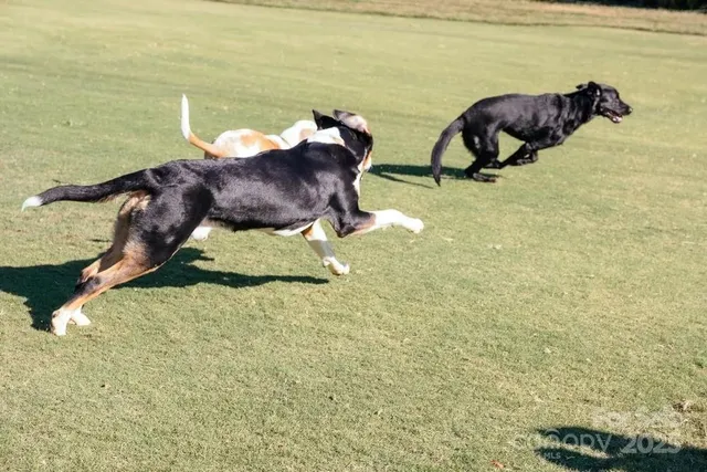 a view of a swimming pool and lounge chairs